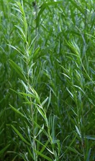 Artemisia-darunculus