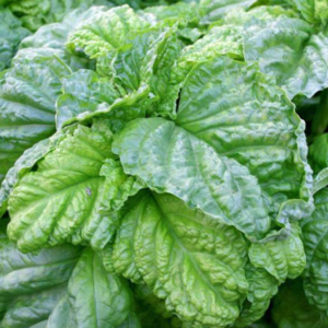 basiilik-letuce-leaf