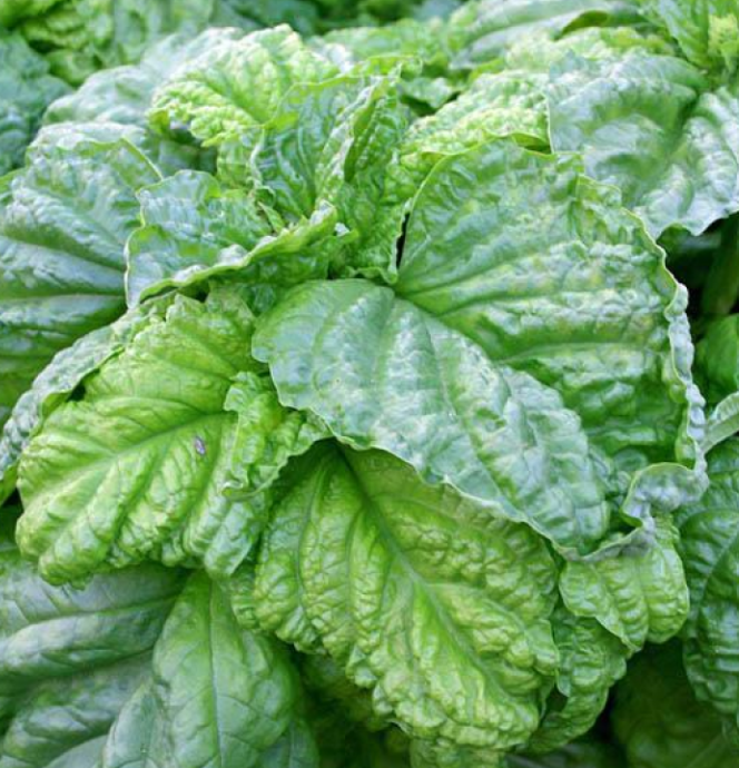 basiilik-letuce-leaf
