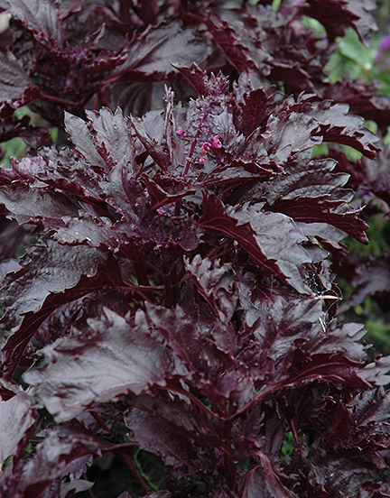 basiilik-purple-ruffles