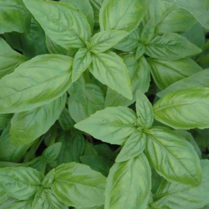 basil-mammolo-genovese