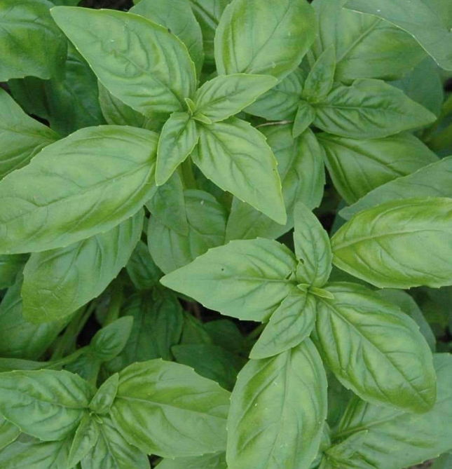 basil-mammolo-genovese