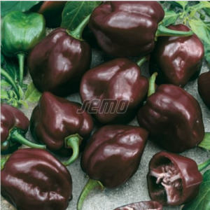 habanero-chocolate