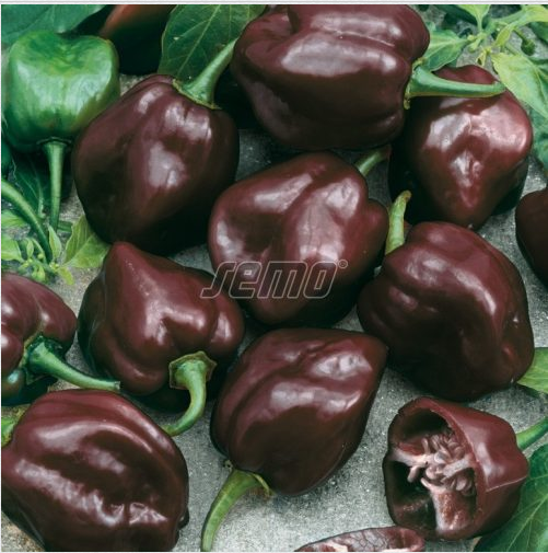 habanero-chocolate