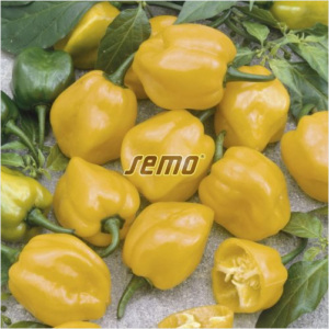 habanero-lemon