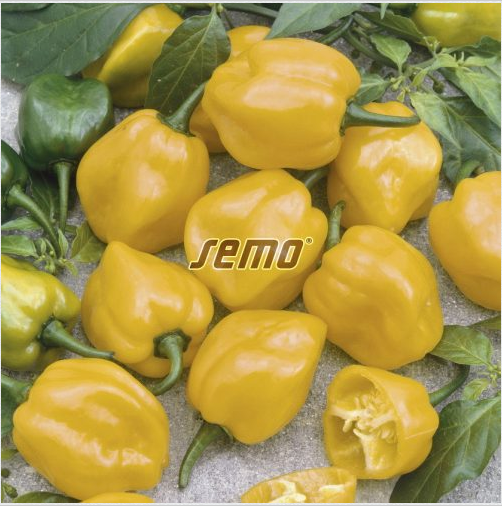 habanero-lemon