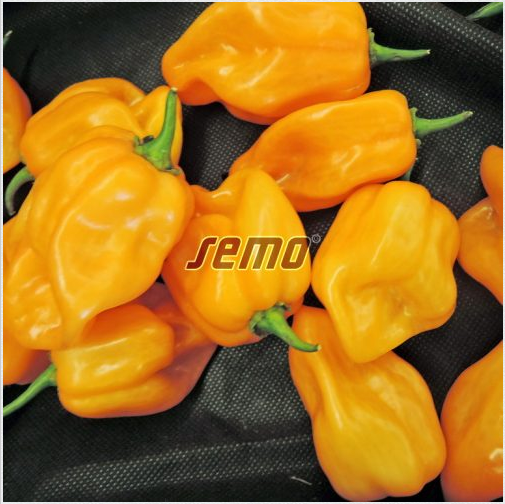 habanero-orange