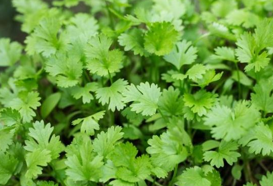 koriander-4
