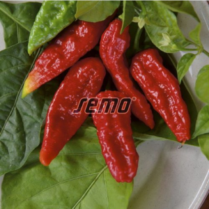 naga-morich