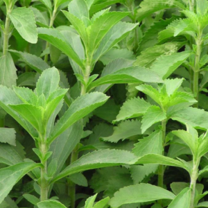 stevia-11