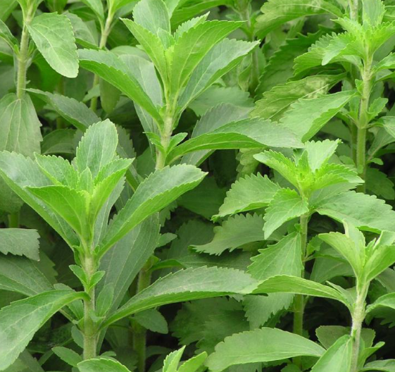 stevia-11