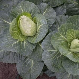 teravatipuga-kapsas-Monserrate-1