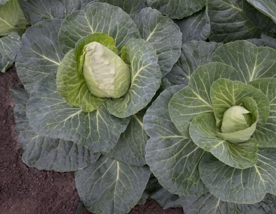 teravatipuga-kapsas-Monserrate-1