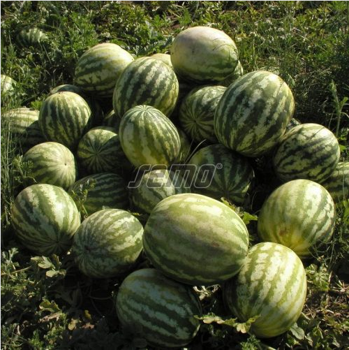 Arbuus-Crimson-sweet